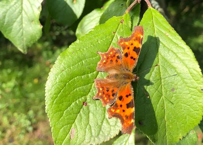 Rauchhaus 아파트 *